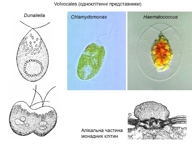 Volvocales (одноклітинні представники)  Dunaliella Chlamydomonas Haematococcus Апікальна частина  монадних клітин